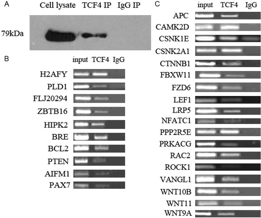 Figure 1. Confirmation of western blot and PCR analysis. A. Western blot validation with TCF4 antibodies and IP products (cell lysate, TCF4IP product, and IgGIP product); B.