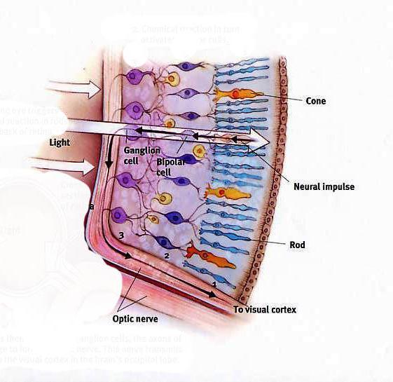 του φωτός και τα κωνία που είναι συγκεντρωμένα στο κεντρικό βοθρίο του αμφιβληστροειδούς και ανιχνεύουν το χρώμα),