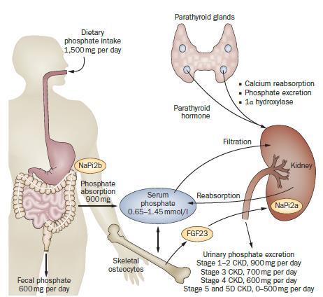Υπασβεστιαιμία - ΡΤΗ, επαναρρόφησης φωσφόρου Φωσφατουρία GFR > 30 ml/min/1,73