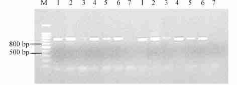 200 CHINESE JOURNAL OF FOOD HYGIENE 2008 20 3 M: DNA marker,100 bp ladder ; 1 2 3 4 5 6 7 ATCC10248 HN2y Co14 Sx8801 NCPPB 947 NCPPB 3580 25922 1 PCR M DNA marker,100 bp ladder ; 1 2 10 ATCC