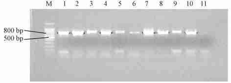 GenBank), 3 : http :ΠΠwww. ncbi. nlm. nih. govπbankitπnph2bankit.