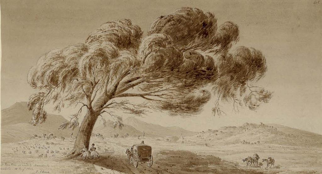 110 James Skene of Rubislaw (1775-1864) Πεύκο στο δρόμο για το Μαρκόπουλο τίτλος, χρονολογία και υπογραφή κάτω αριστερά: Pine