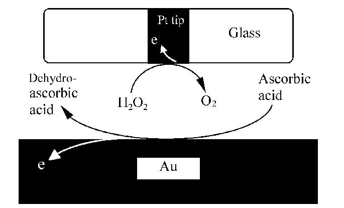 No 14 Graphical Abstract Electrochemical Depletion of Ascorbic Acid in the Detection of Hydrogen Peroxide : An Investigation Using SECM WANG, Kang ; WEI, Hui ; XIA, Xing2Hua Acta Chimica Sinica 2004,
