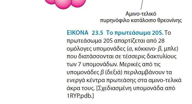 Η υπομονάδα 20Sδομείται απο: 1) 28 υπομονάδες διατεταγμένες σε τέσσερις ετεροεπταμερείς δακτυλίους (δομή που μοιάζει με