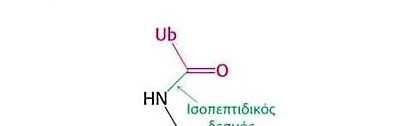 Η ΟΥΒΙΚΙΤΙΝΗ ΣΗΜΑΤΟΔΟΤΕΙ ΤΙΣ ΠΡΩΤΕΪΝΕΣ ΓΙΑ ΚΑΤΑΣΤΡΟΦΗ Το κατάλοιπο της καρβοξυτελικής γλυκίνης της ουβικιτίνης (Ub)συνδέεται ομοιοπολικά με την ε-