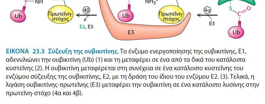 Η τελική καρβοξυτελική ομάδα της Ubσυνδέεται με μια σουλφυδρυλική ομάδα του Ε1.