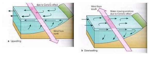 Η επίδραση του ανέμου στα φαινόμενα της παράκτιας ανάδυσης (coastal upwelling) και της παράκτιας καταβύθισης (coastal downwelling) Η ανάδυση κατά μήκος της ακτής δημιουργείται από τη μεταφορά Ekman