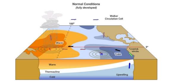 Κανονικές συνθήκες στον ισημερινό (Ειρηνικός Ωκεανός) ΠΗΓΗ: http://www.omilosmeleton.gr/pdf/circulation_greek.