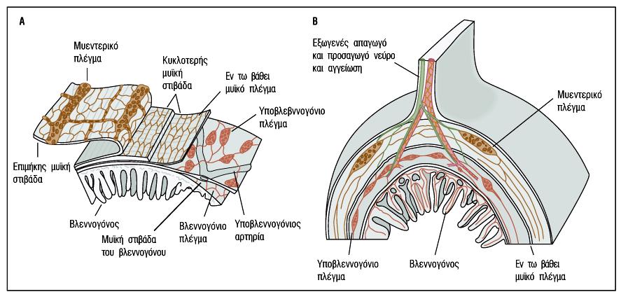 (Furness, 1980) Εικόνα 2 - Βλεννογόνιο, υποβλεννογόνιο και μυεντερικό πλέγμα μεταξύ των στοιβάδων του εντερικού τοιχώματος Τα ενδογενή νευρικά πλέγματα του ΕΝΣ αποτελούν δίκτυα νευρικών ινών και