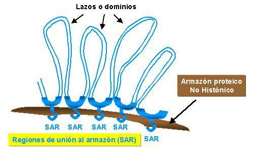 htm A evidencia existente ata o momento suxire que as fibras de solenoides (30 nm) formarían os