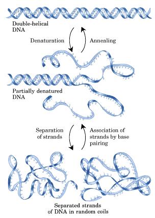 DESNATURALIZACIÓN DO ADN Cando se rompen as forzas de unión entre as dúas cadeas do DNA, estas acaban por separarse. Polo tanto, o DNA desnaturalizado é dunha soa cadea.