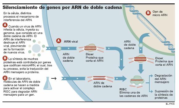 A interferencia de ARN ocorre en plantas, animais e humanos.