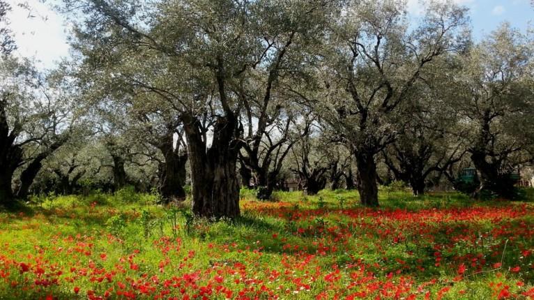 Προστασία και ανάδειξη της ποιότητας του παρθένου ελαιολάδου Έφη