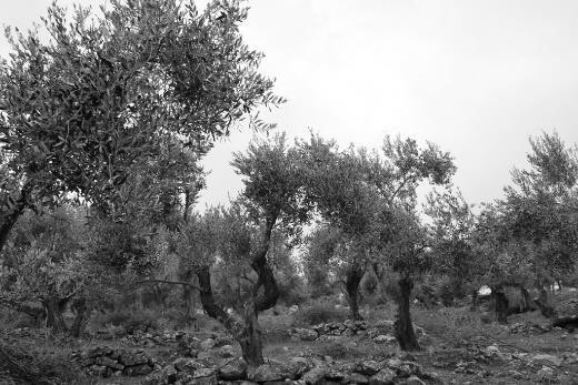 Ελαιόκαρπος που έχει υποστεί παγετό επί του δένδρου.