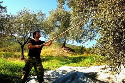 ΠΑΡΑΓΟΝΤΕΣ ΠΟΥ ΕΠΗΡΕΑΖΟΥΝ ΑΡΝΗΤΙΚΑ ΤΑ ΠΟΙΟΤΙΚΑ ΚΡΙΤΗΡΙΑ ΤΟΥ