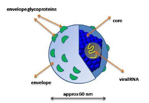 Hepacivirus της