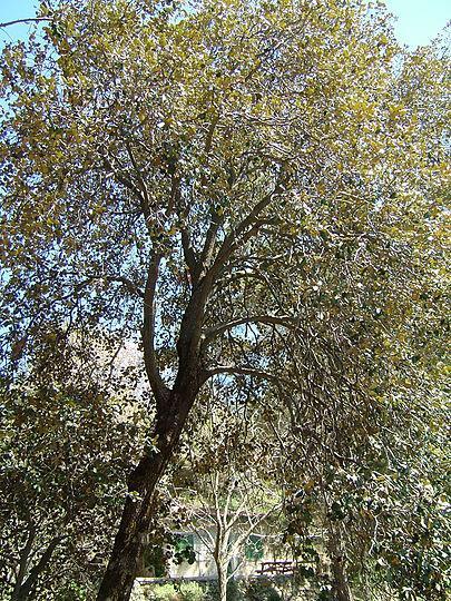 Η λατζιά είναι ένα είδος αείφυλλης σκληρόφυλλης δρυός που φύεται στην Κύπρο. Η λατινική ονομασία οφείλεται στο σχήμα των φύλλων που μοιάζει με το αντίστοιχο της κλήθρας.