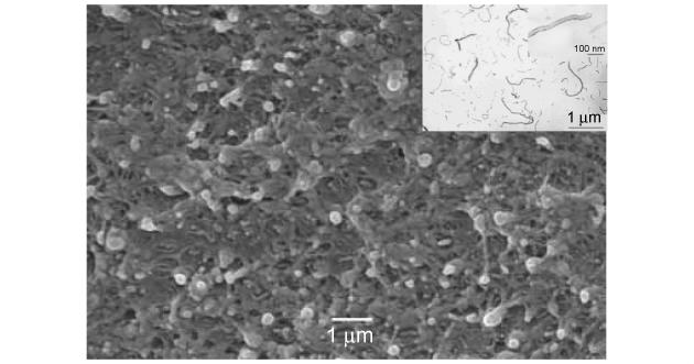 3 SEM photo of fractured surfaces of the TFP-MWNT / / BT PVDF inset is the TEM micrographs of the TFP- / BT MWNTs 19 BT