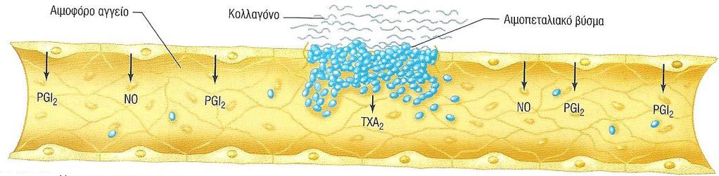 απελευθερώνουν προστακυκλίνη (PGI2), η οποία είναι ένας σημαντικός αναστολέας συσσώρευσης αιμοπεταλίων.