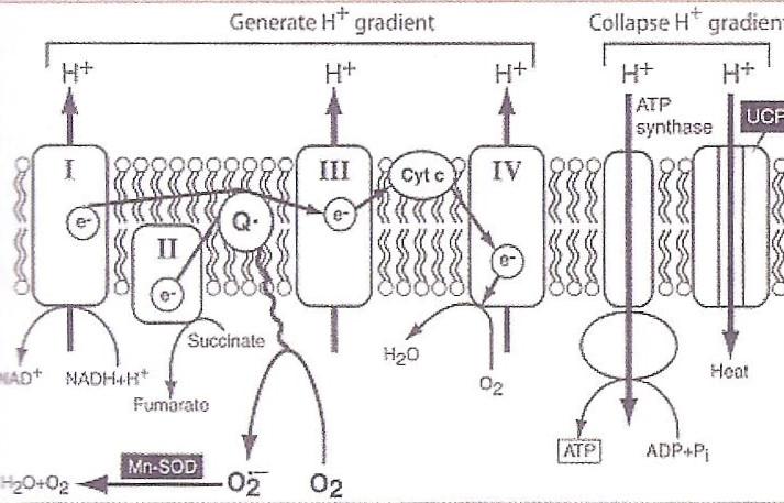 Ο πιο σημαντικός μηχανισμός τροφοδότησης του οξειδωτικού stress είναι η αυξημένη μιτοχονδριακή παραγωγή του υπεροξειδικού ανιόντος (Ο - 2) στα ενδοθηλιακά κύτταρα.