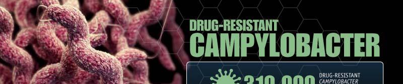 Drug-Resistant Campylobacter Campylobacter usually causes diarrhea (often bloody), fever, and abdominal
