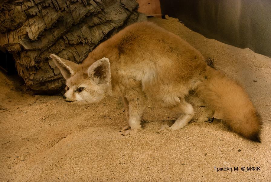 Προσαρμογές των ζώων που ζουν στην έρημο Η αλεπού της ερήμου μπορεί να ζήσει στην έρημο χωρίς να χρειάζεται άμεσα νερό.