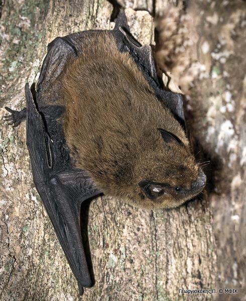 Προσαρμογές των σπηλαιόβιων ζώων Η νυχτερίδα για να προσανατολιστεί αλλά και για να συλλάβει το θήραμά της εκπέμπει ήχους.
