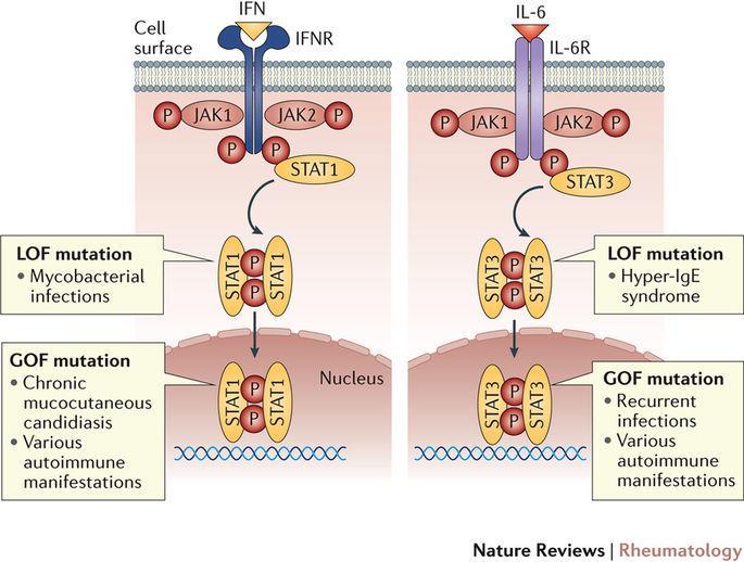 STAT1 και STAT3 GOF Υποθυρεοειδισμός Αυτοάνοση ηπατίτιδα Αυτοάνοσες κυτταροπενίες Αυτοάνοσες