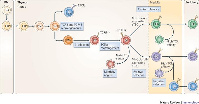 1.CD4+CD8+TCR+ χωρίς σύνδεση με αυτό-πεπτίδιο-mhc Κεντρική Ανοχή Τ λεμφοκυττάρων: Θάνατος από αμέλεια 2.