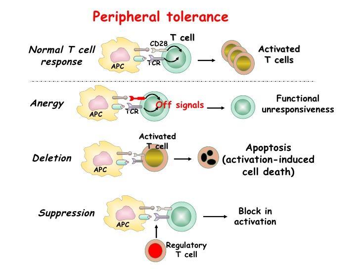 Περιφερική Ανοχή Τ λεμφοκυττάρων: Ανέργια(ενεργοποίηση T λεμφοκυττάρων απαιτεί συνδιεγερτικά σήματα