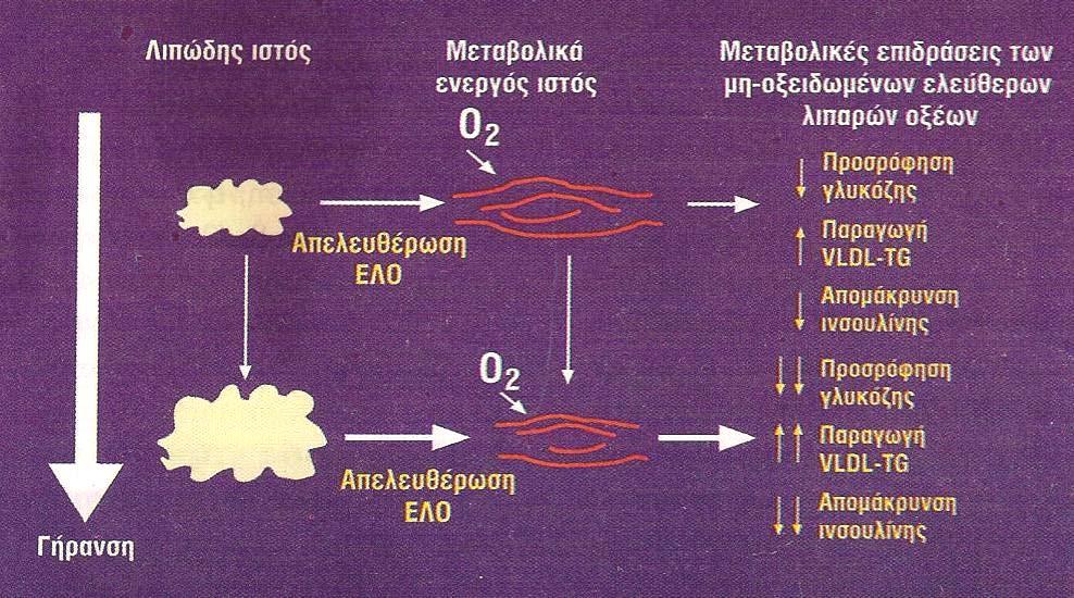 Μεταβολές, εξαρτώμενες από την ηλικία, στην απελευθέρωση ελευθέρων λιπαρών οξέων (ΕΛΟ) από το λιπώδη ιστό,στην ικανότητα των ιστών να οξειδώνουν ελεύθερα λιπαρά οξέα και στις μεταβολικές επιδράσεις
