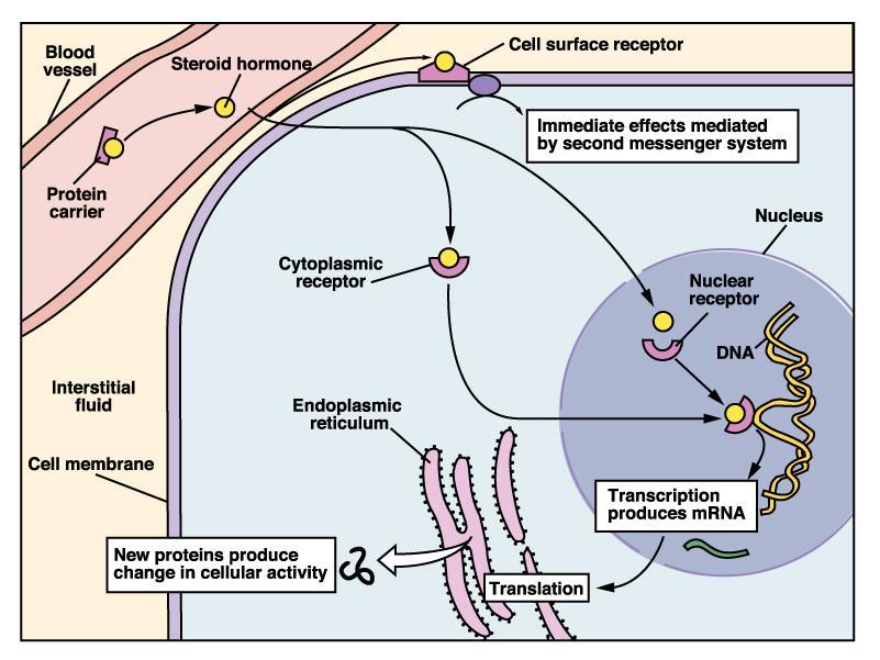 Τρόποι δράσης των ορμονών Επιφανειακή αναγνώριση Ενδοκυτταρική