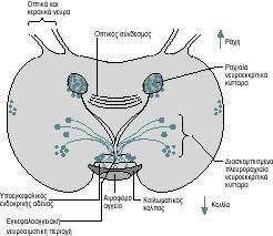 Νευροενδοκρινή και ενδοκρινή κύτταρα στον πολύχαιτο Οι ορμόνες αυτής της δομής (συμπεριλαμβάνεται η αννετοκίνη, που παρουσιάζει συγγένεια με την