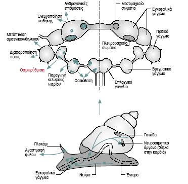 Το νευροενδοκρινές σύστημα στα γαστερόποδα Παρουσία νευροεκκριτικών κυττάρων σε όλα τα γάγγλια Τα εγκεφαλικά γάγγλια εκκρίνουν ILS (insulin like substance) Τα πλευρικά γάγγλια