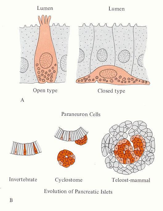 Τα «παρανευρικά» κύτταρα