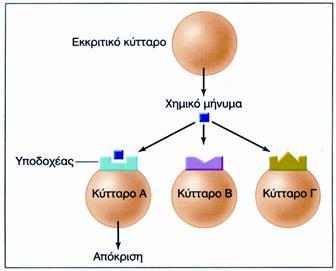 (ένα πρότυπο