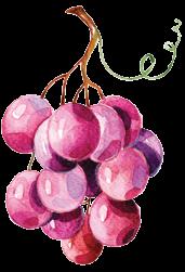 RED SANTA DIGNA ΠΑΡΑΓΩΓΟΣ: MIGUEL TORRES ΠΟΙΚΙΛΙΑ: CABERNET SAUVIGNON Λαµπερό ρουµπινί χρώµα, µαλακές τανίνες και έντονη µύτη από γλυκά µπαχαρικά και ώριµα