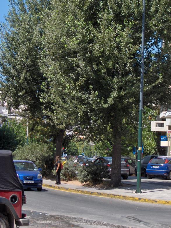 Τα δέντρα της πόλης Μεσογειακά είδη Αργυρόφυλλη λεύκα ή ασημόλευκα (Populus alba) Φυλλοβόλο. Είδος με μεγάλη ανάπτυξη και χαρακτηριστικό ασημένιο φύλλωμα.