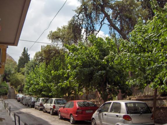 Τα δέντρα της πόλης Ξενικά είδη Νερατζιά (Citrus aurantium) Αειθαλές.