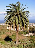 Τα δέντρα της πόλης Ξενικά είδη Φοίνικας (Phoenix canariensis) Αειθαλές.