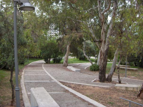 Ευκάλυπτος (Eucalyptus robusta) Τα δέντρα της πόλης Ξενικά είδη Αειθαλές. Είδος ιθαγενές της Αυστραλίας που έχει εγκατασταθεί στην Ελλάδα και έχει προσαρμοστεί στα μέρη που το κλίμα είναι ήπιο.