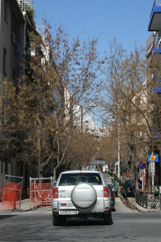 Σοφόρα (Sophora japonica) Τα δέντρα της πόλης Ξενικά είδη Φυλλοβόλο είδος ακακίας με μεγάλη ανάπτυξη. Ευρύτατα διαδεδομένο στο αστικό πράσινο της Αθήνας.