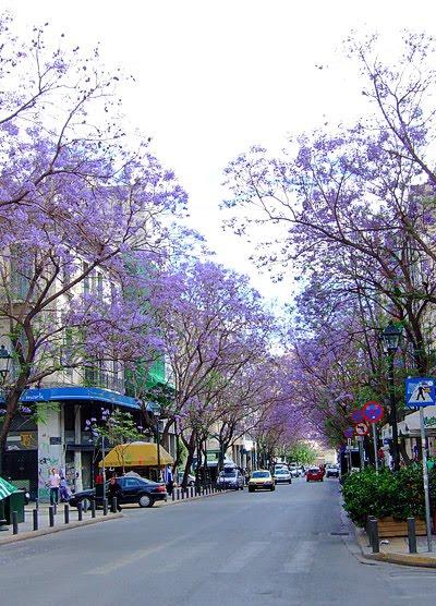 Γιακαράντα (Jacaranta acutifolia) Τα δέντρα της πόλης Ξενικά είδη Ημιαειθαλές δένδρο που κατάγεται από τη Βραζιλία. Έχει διαδοθεί ως καλλωπιστικό σε πολλές χώρες του κόσμου με ζεστό κλίμα.
