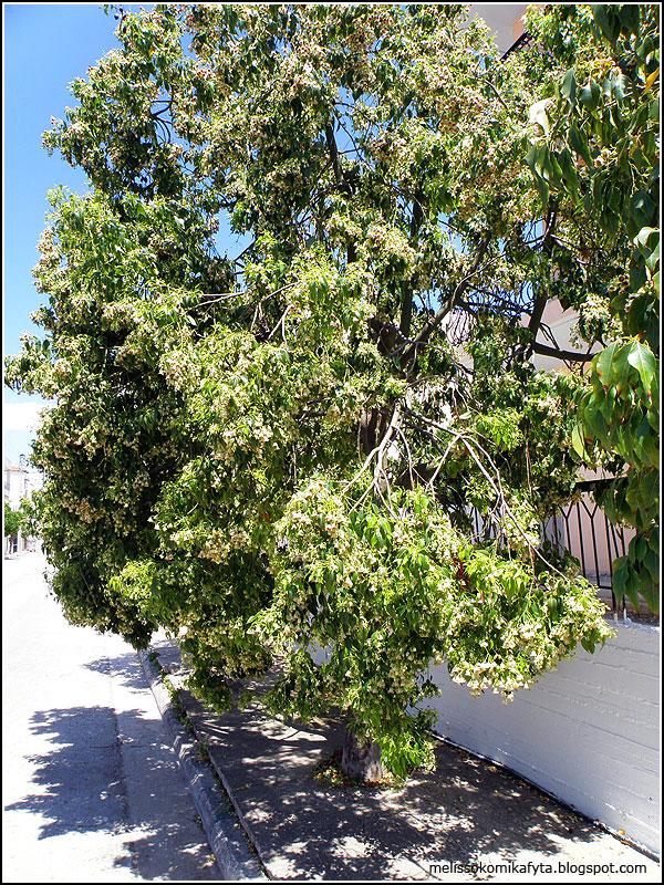 Βραχυχίτωνας (Brachychiton diversifolium) Τα δέντρα της πόλης Ξενικά είδη Αειθαλές δέντρο μέτριας ανάπτυξης. Πράσινο λαμπερό φύλλωμα, λευκά άνθη και χαρακτηριστικοί καρποί.