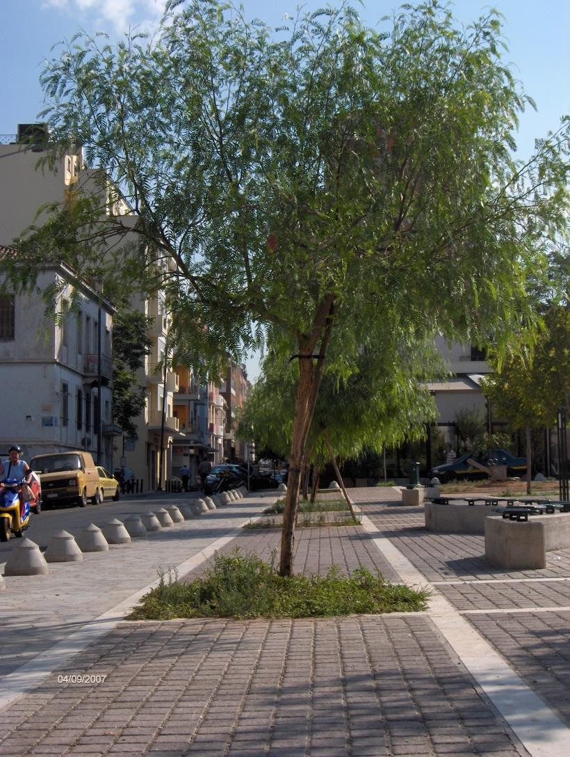 Πιπεριά ή ψευδοπιπεριά (Schinus molle) Τα δέντρα της πόλης Ξενικά είδη Αειθαλές Ιθαγενές της Νοτίου Αμερικής με πλούσια σκιά.