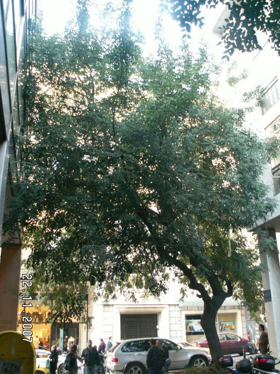 Τα δέντρα της πόλης Μεσογειακά είδη Χαρουπιά (Ceratonia siliqua) Έχει πυκνή κόμη με χαρακτηριστικά φύλλα σε στιλπνό σκούρο πράσινο χρώμα.