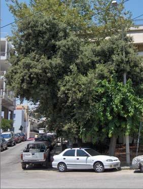 Τα δέντρα της πόλης Μεσογειακά είδη Aριά (Quercus ilex ) Αείφυλλο είδος βελανιδιάς.