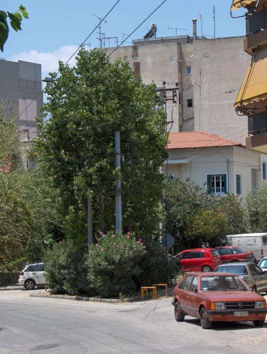 Τα δέντρα της πόλης Μεσογειακά είδη Λεύκα ή καβάκι (Populus nigra) Φυλλοβόλο είδος.