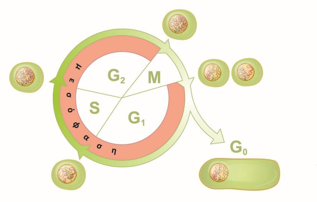 Η σειρά των γεγονότων, μεταξύ της δημιουργίας ενός νέου κυττάρου και της διαίρεσής του, αναφέρεται ως κυτταρικός κύκλος και διαχωρίζεται σε τέσσερα διακριτά στάδια : Μ, το στάδιο της