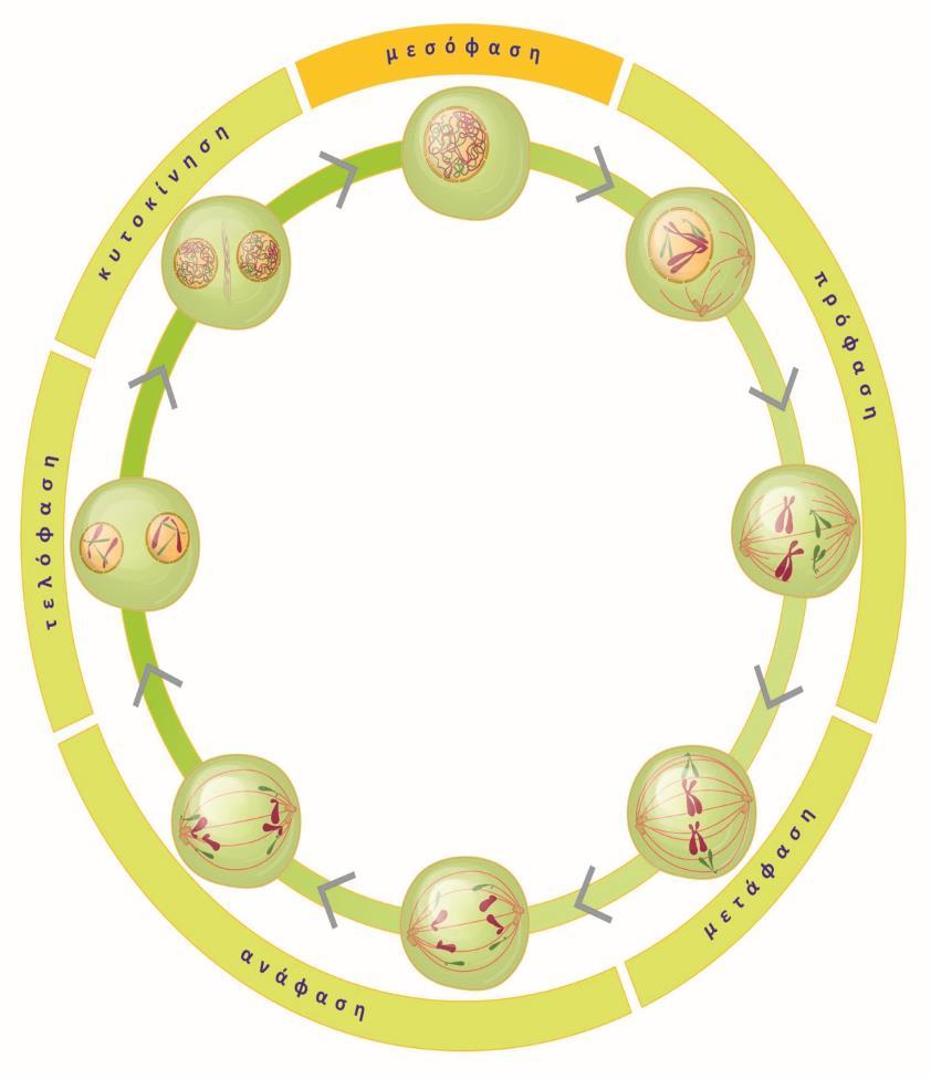 Μέσω της μίτωσης προκύπτουν πανομοιότυπα, από πλευράς γενετικού υλικού, θυγατρικά κύτταρα Κατά τη διάρκεια της μιτωτικής διαίρεσης δημιουργείται μια δομή από μικροσωληνίσκους, η μιτωτική άτρακτος, η